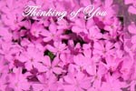 Thinking of You (Flowers)